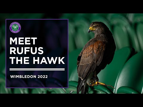 Rufus The Hawk Causes On-Camera Chaos | Wimbledon 2022