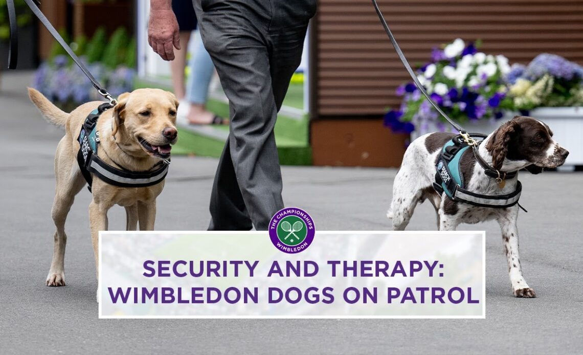 Meet the Wimbledon Security Dogs | Wimbledon 2023