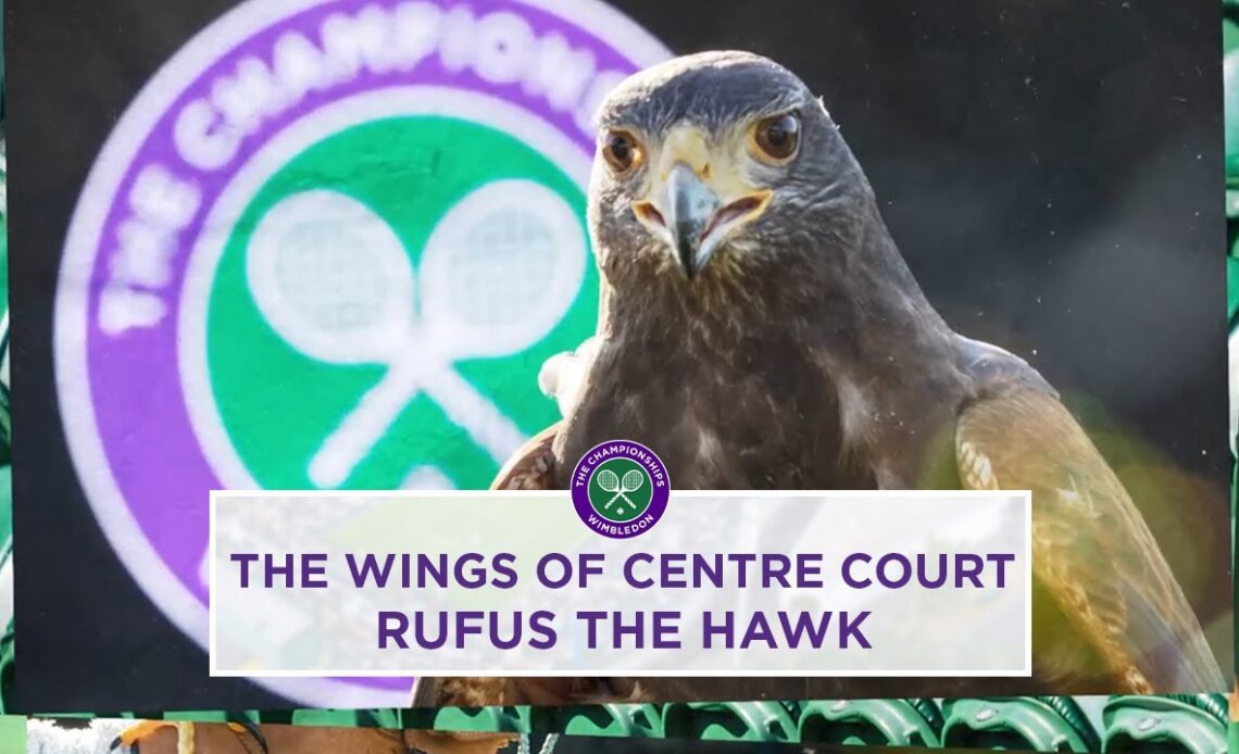 The Unsung Hero of Wimbledon: Rufus the hawk | Wimbledon 2023