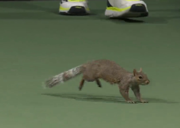 Squirrel Crashes Court at US Open