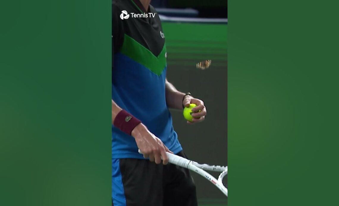 Daniil Medvedev Gets INTERRUPTED By A Butterfly 🥹🦋