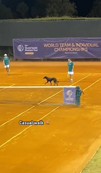 A casual walk in the park at the ITF World Team Championships 🐕🐶 #shorts #tennis #dog
